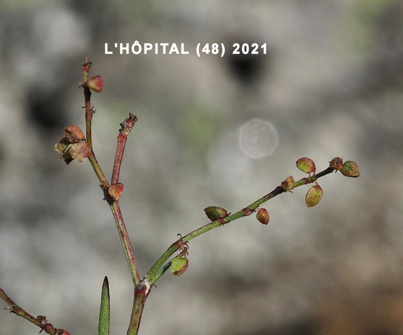 Sheep's Sorrel fruit